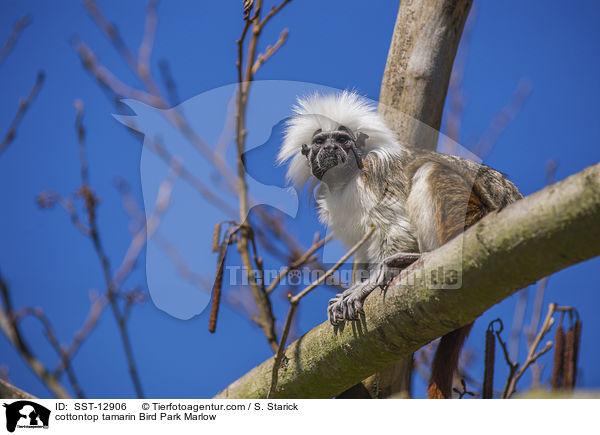 cottontop tamarin Bird Park Marlow / SST-12906