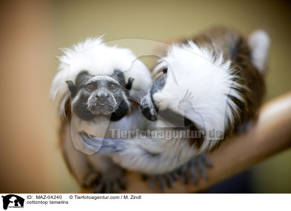 Lisztaffen / cottontop tamarins / MAZ-04240