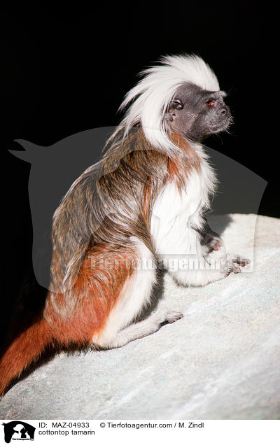Lisztaffe / cottontop tamarin / MAZ-04933