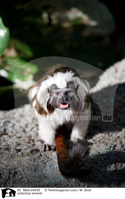 cottontop tamarin / MAZ-04936