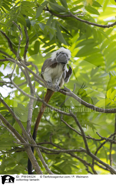 Lisztaffe / cottontop tamarin / PW-04024