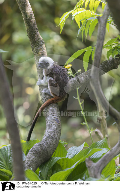 cottontop tamarin / PW-04025