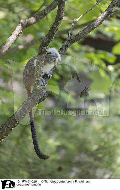 Lisztaffe / cottontop tamarin / PW-04026