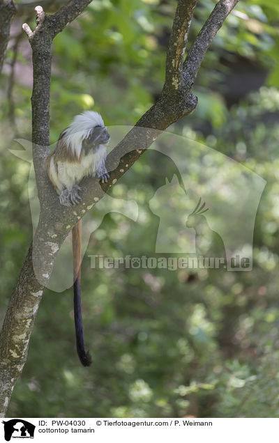 Lisztaffe / cottontop tamarin / PW-04030