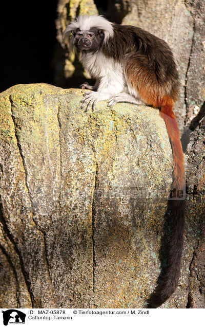 Lisztaffe / Cottontop Tamarin / MAZ-05878