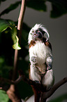 cottontop tamarin