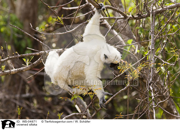 crowned sifaka / WS-04871
