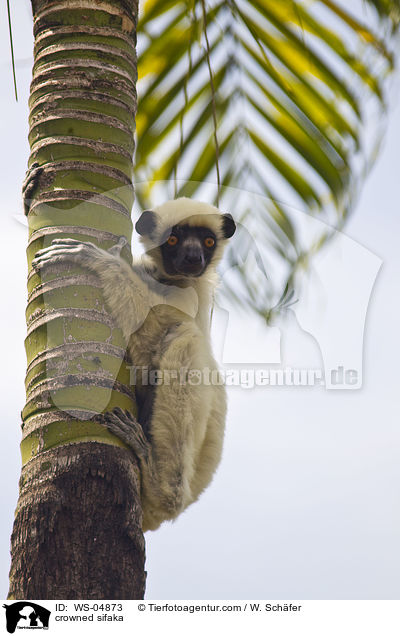 crowned sifaka / WS-04873