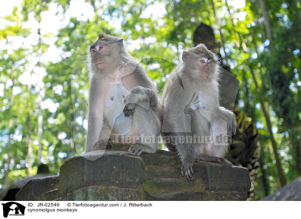 Javaneraffen / cynomolgus monkeys / JR-02546