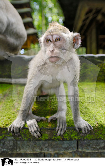 Javaneraffe / cynomolgus monkey / JR-02554