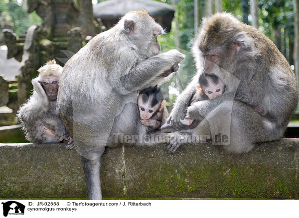 Javaneraffen / cynomolgus monkeys / JR-02558