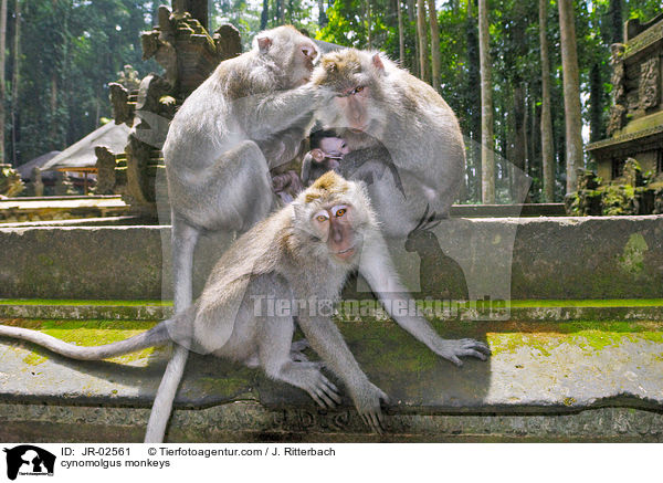 Javaneraffen / cynomolgus monkeys / JR-02561