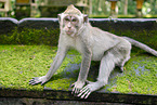 cynomolgus monkey