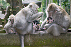 cynomolgus monkeys