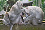 cynomolgus monkeys