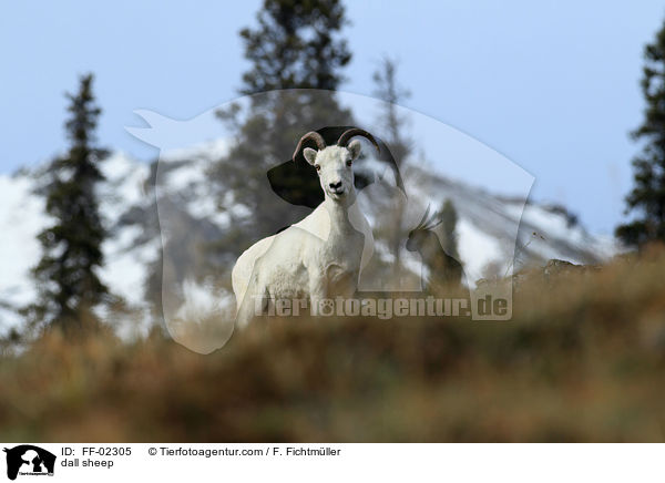 dall sheep / FF-02305