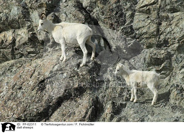 dall sheeps / FF-02311