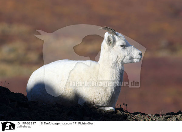 dall sheep / FF-02317