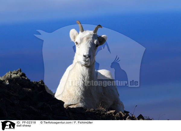 dall sheep / FF-02318