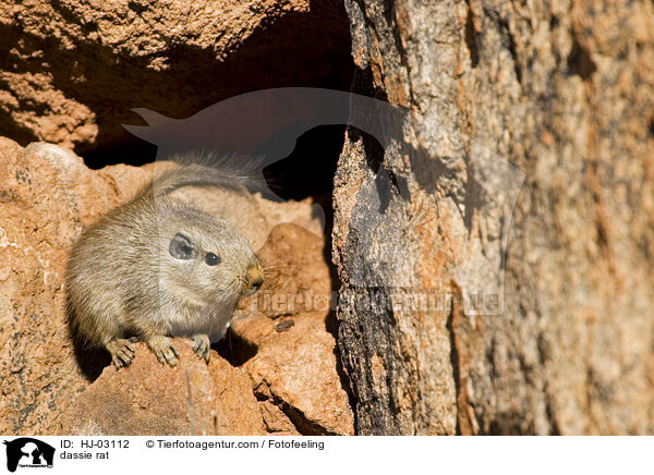 dassie rat / HJ-03112