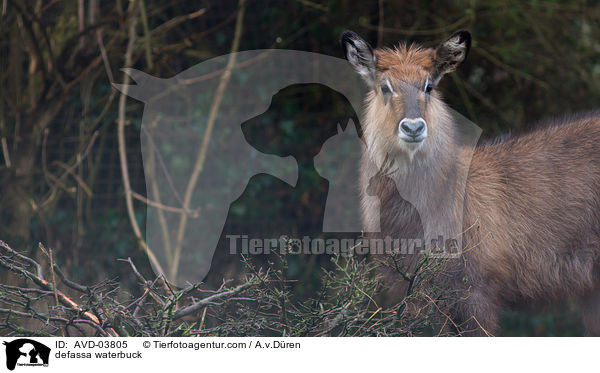 defassa waterbuck / AVD-03805
