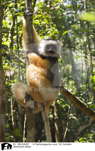 diademed sifaka / WS-04857
