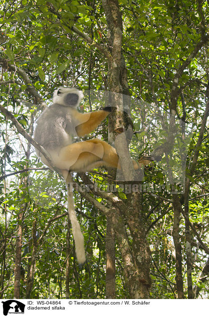 Diademsifaka / diademed sifaka / WS-04864