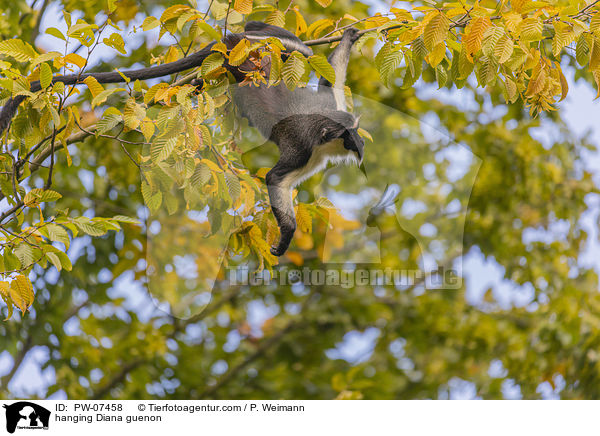 hanging Diana guenon / PW-07458