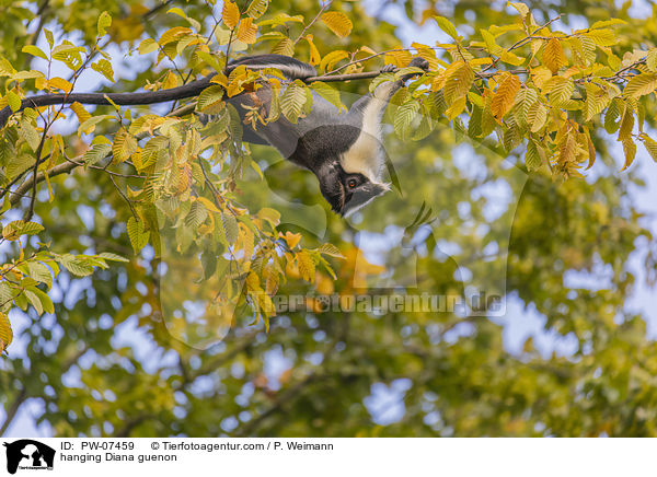 hanging Diana guenon / PW-07459