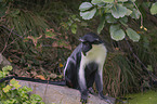 sitting Diana guenon