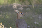 Dikdik