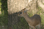 Dikdik