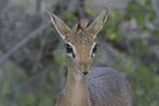 Dikdik