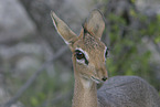 Dikdik