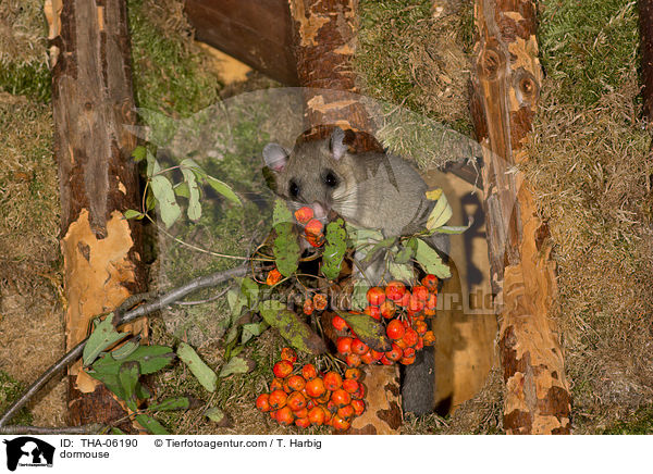 dormouse / THA-06190