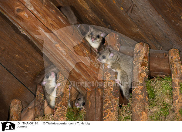 dormice / THA-06191