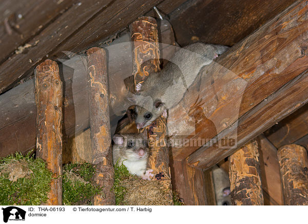 Siebenschlfer / dormice / THA-06193