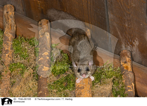 Siebenschlfer / dormouse / THA-06195