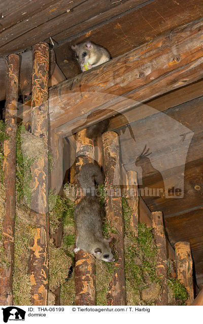 dormice / THA-06199