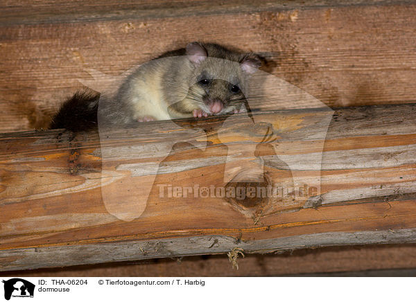 Siebenschlfer / dormouse / THA-06204