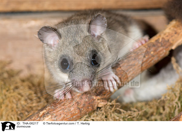 dormouse / THA-06217