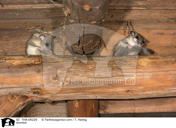 dormice / THA-06226
