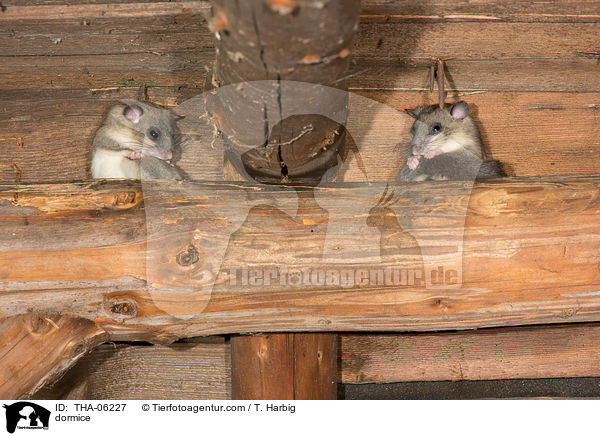 dormice / THA-06227