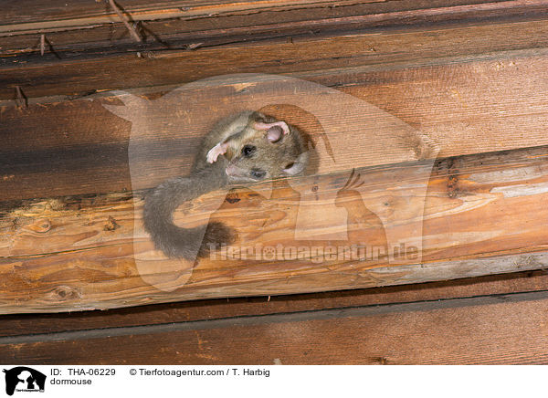 dormouse / THA-06229