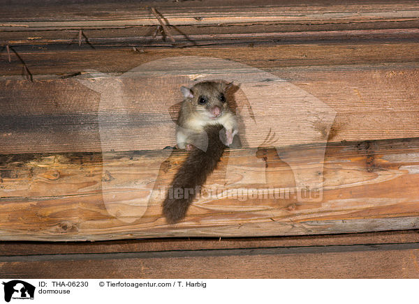 dormouse / THA-06230