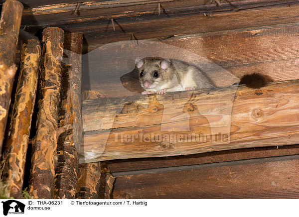 dormouse / THA-06231