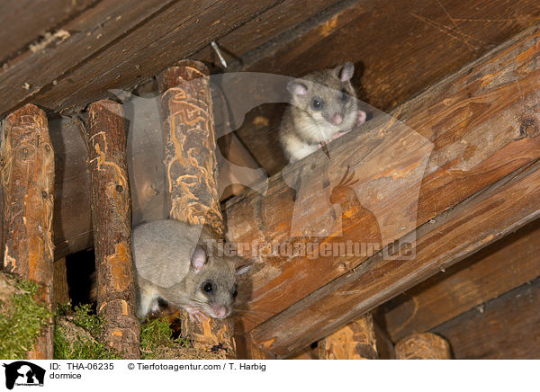 dormice / THA-06235