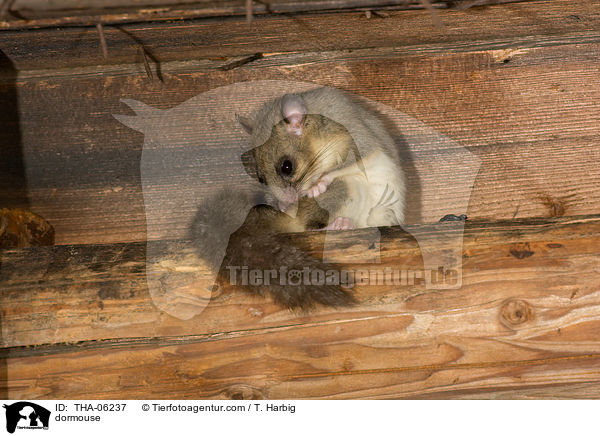 dormouse / THA-06237