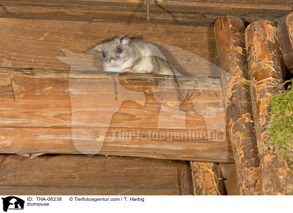 dormouse / THA-06238