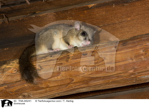 dormouse / THA-06241